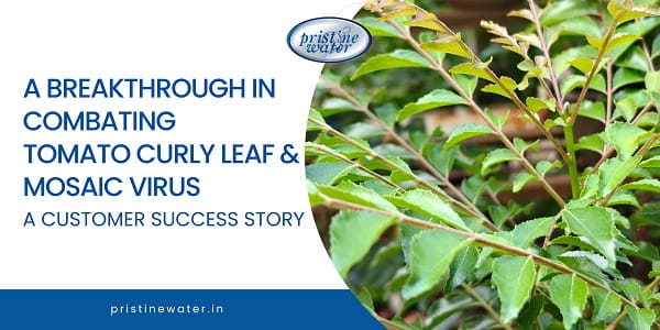A Breakthrough in Combating Tomato Curly Leaf Virus & Mosaic virus: A Customer Success Story