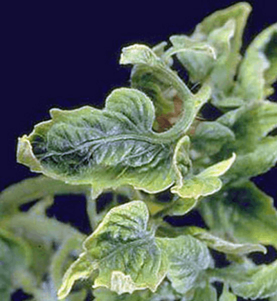Effect of Mosaic Virus