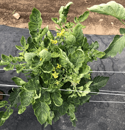 Effect of Tomato Curly Leaf Virus